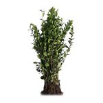 Lemn cainesc (Ligustrum ovalifolium), inaltime 40-50 cm, 50 bucati per pachet