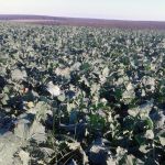 Seminte de rapita Cantate, sac de 1,5 milioane seminte, Ciproma
