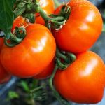 Pachet promotional, Seminte de tomate Zaraza, 100 seminte, 4 Agro, 1 + 1 GRATIS