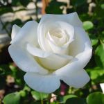 Butas de trandafir alb, Virgo, theahibrid