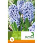 Zambile / Hyacinthus albastre Delft Blue - 3 bucati