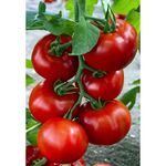 Seminte de tomate Zadurella F1, 250 seminte, Vilmorin