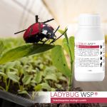 LADYBUG WSP, Insectosupresor natural curativ, doza pentru 100 mp, 100 g