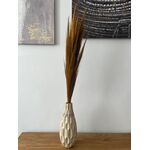 Pampas Broom 90-105 cm