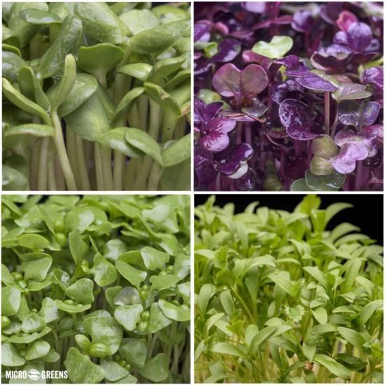 Veggie Style, microplante (microgreens) - superfood