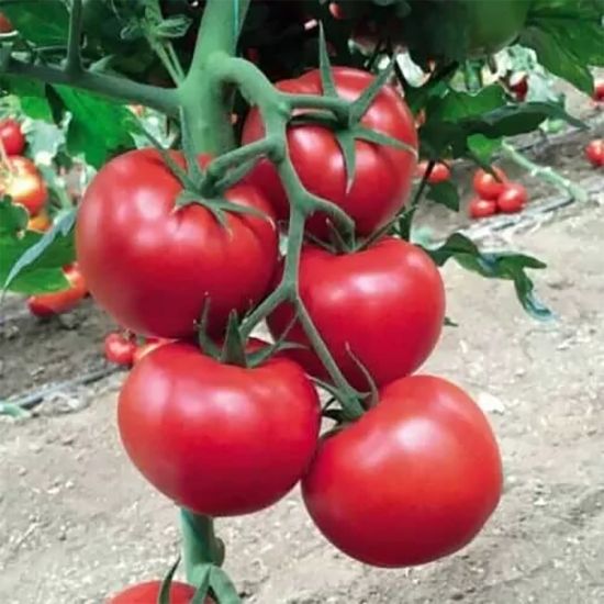Seminte de tomate 142-231 F1, 500 seminte, Yuksel Seeds