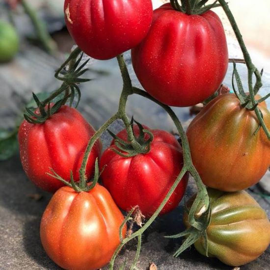 Seminte de tomate Profitto F1, 100 seminte, Seminis