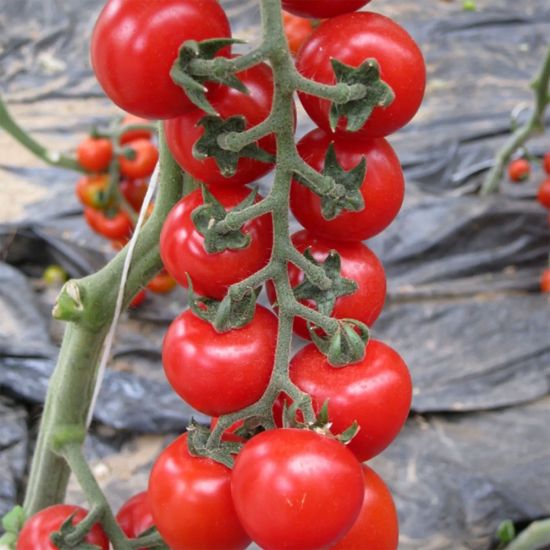 Seminte de tomate Yeniceri F1, 250 seminte, Yuksel Seeds