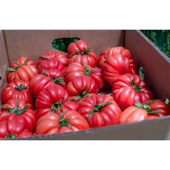 Seminte Tomate HB101153 F1 - 250 Seminte