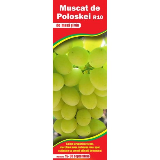 Butasi vita de vie de masa si de vin, Muscat de Poloskei