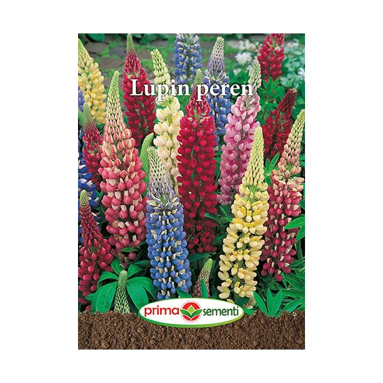 Seminte flori Lupin peren