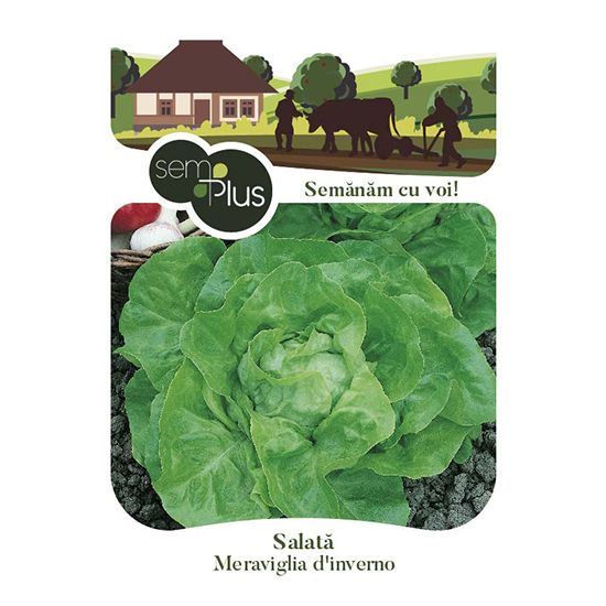 Seminte de salata Meraviglia d Inverno, 2 grame, SemPlus