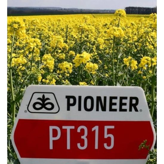 Seminte Rapita De Toamna Pioneer PT315, Fungicid + Biostimulator + Insecticid