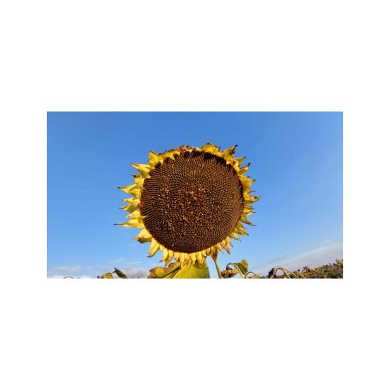 Seminte Floarea Soarelui Arnetes SU, 150000 seminte, KWS