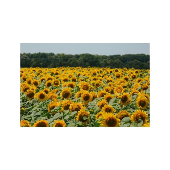 Seminte Floarea Soarelui Furious CL, 150000 seminte, KWS
