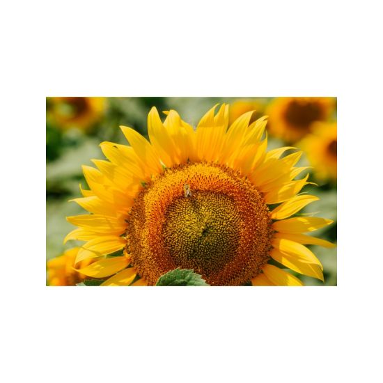 Seminte Floarea Soarelui Suvex SU, 150000 seminte, KWS