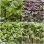 Quatro Formaggi, microplante (microgreens) - superfood