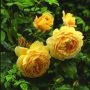 Butas trandafir catarator galben Golden Showers