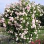 Butas trandafir catarator / urcator roz New Dawn