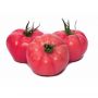 Seminte de tomate Gusto Pink F1, 500 seminte, Yuksel Seeds