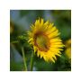 Seminte Floarea Soarelui Achilles CLP, 150000 seminte, KWS